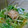 yellowhappy's cooksnap of when they made 白だし活用　みつばのおひたし.