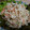 manakao's cooksnap of when they made おつまみにも！和風？さきいか大根サラダ!.