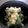 真弥家's cooksnap of when they made 菜花のたまごサラダ.