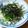 すまいる☆まぁち's cooksnap of when they made 大根と水菜と長芋の居酒屋風じゃこサラダ.