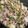 毎日みそ汁's cooksnap of when they made 豚こま肉とカブのコッテリ甘酢炒め.