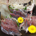 atiy's cooksnap of when they made 海鮮！アジの姿造り.