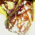 りおなままん's cooksnap of when they made ナスの揚げ浸し.