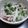 fuwamocos's cooksnap of when they made 大根と大葉の塩昆布和え.