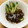 みのりっくす's cooksnap of when they made もずくと胡瓜の酢の物.