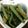 junuts29's cooksnap of when they made 捨てるのもったいない！かぶ菜の胡麻煮.