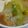 natsumama♪'s cooksnap of when they made かんたん！白菜と豚肉の鍋☆.