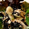 piyo_piyo's cooksnap of when they made セロリとささみのカッテージチーズサラダ.
