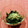 さぁ★たぁ★'s cooksnap of when they made ワカメと鰹節の中華和え.