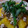 sui4450's cooksnap of when they made かぼちゃのそぼろあんかけ.