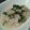 DaisyLuna's cooksnap of when they made ホットミルクで白菜ロール.