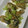 かぼすレモン's cooksnap of when they made 簡単！牡蠣のバター焼き.