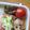 hirotofumi's cooksnap of when they made 簡単★お弁当★　こんにゃくの炒り煮.