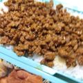 はるチャンッ's cooksnap of when they made あると便利☆ドライカレーの素.