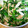 安芸もみじ's cooksnap of when they made ☆ほうれん草のわさびマヨサラダ☆.