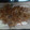 hiromaru7's cooksnap of when they made しっかり生姜の豚肉生姜焼き.