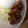 お～ぴん's cooksnap of when they made ✿きんぴらコンビの❀ベーコン巻き✿.
