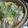 つきのぴあの's cooksnap of when they made 豚肉と白菜のミルフィーユ鍋★.