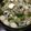 ばたみそーぱん☆'s cooksnap of when they made 鍋に♥あったか簡単★はんぺん鶏団子♥.
