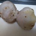 りょうママひまわり's cooksnap of when they made 簡単に☆里芋の皮をむいちゃおう♪.