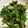 kiki9993's cooksnap of when they made ほうれん草のごま和え★.