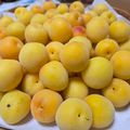 ととろ＆めい's cooksnap of when they made 梅干しを柔らかく仕上げるための梅の追熟.