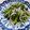 あっこ姉's cooksnap of when they made 菜の花と小女子の炒め蒸し.