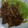 dc4869's cooksnap of when they made わが家の簡単♥しょうが焼き.