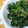 4leaf-cover's cooksnap of when they made ほうれん草の胡麻和え.