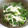 RururuCo's cooksnap of when they made ほうれん草とえのき茸の和え物.