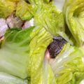 お料理んりん's cooksnap of when they made 鮭白菜蒸.