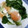 aoi_baby's cooksnap of when they made シロ菜とうす揚げのあっさり煮.