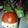 ☆おんすけ☆'s cooksnap of when they made クリスマス♪可愛いミニトマトのサンタ風♪.