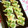 uzu1118's cooksnap of when they made お弁当に♪ちくわの鮭マヨコーン焼き☆.