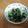ジルベール♪'s cooksnap of when they made 即席☆きゅうりとわかめの酢の物.