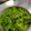 カピラヲン's cooksnap of when they made 春キャベツとわかめのレモンサラダ.