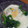 azu211's cooksnap of when they made 菜の花のおひたし～とろろ添え～.