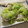 miyuki12's cooksnap of when they made ネギ一杯蒸し鱈.
