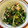 はせしゅう's cooksnap of when they made 春菊とツナの梅マヨ和え♡.