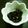 graceri's cooksnap of when they made 圧力鍋で作るふっくら黒豆.