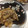 ☆もり☆もり☆'s cooksnap of when they made 生ふきと鯖缶詰の煮もの.