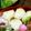 侍牛エ門's cooksnap of when they made 絶品だしまきたまご.