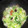 もかにゃぉ★'s cooksnap of when they made 白菜としいたけのあっさり炒め煮込み.