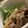 MULA's cooksnap of when they made 簡単だけど本格的！ポークストロガノフ.