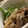 MULA's cooksnap of when they made 簡単だけど本格的！ポークストロガノフ.