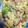 ☆suzuka☆'s cooksnap of when they made えびとブロッコリーのとろとろ炒め.