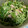 マンダリ's cooksnap of when they made 生姜たっぷり♪みつ葉とツナのサラダ.