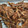 クックXVUGWQ☆'s cooksnap of when they made 小アジの唐揚げ(竜田揚げ).