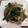 yunkaji's cooksnap of when they made 簡単♪豚バラほうれん草のオイスター炒め.