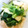 Honu927's cooksnap of when they made 小松菜とお揚げの煮びたし.